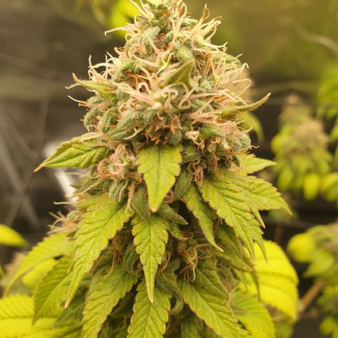 Tatanka G #2 growlog timeline photo