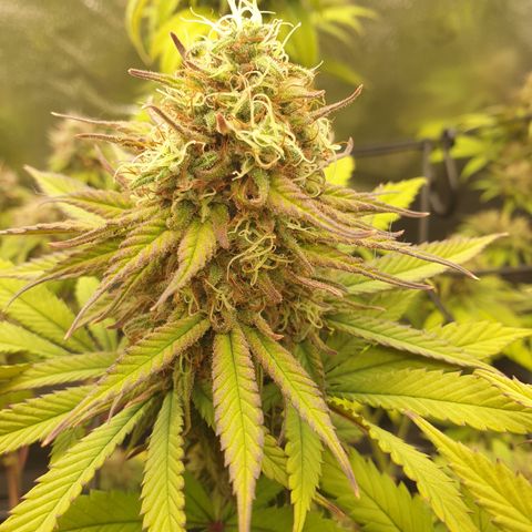 Northern Light Blue THC Free growlog timeline photo
