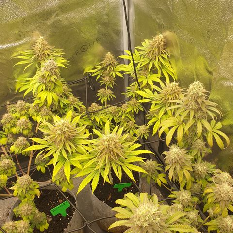 Northern Light Blue THC Free growlog timeline photo