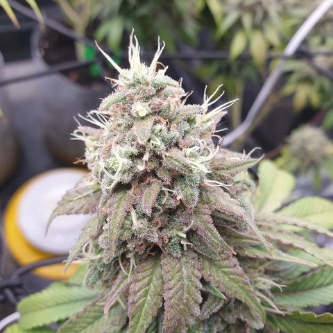 Tatanka G #7 growlog timeline photo