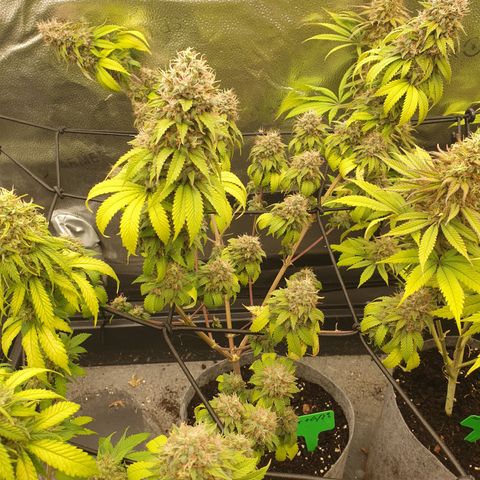 Tatanka G #2 growlog timeline photo