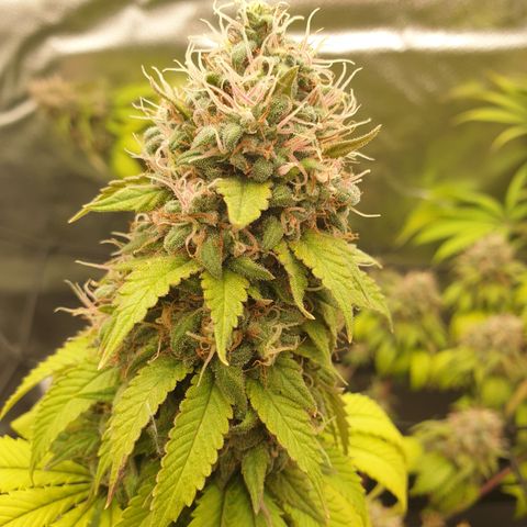 Tatanka G #2 growlog timeline photo