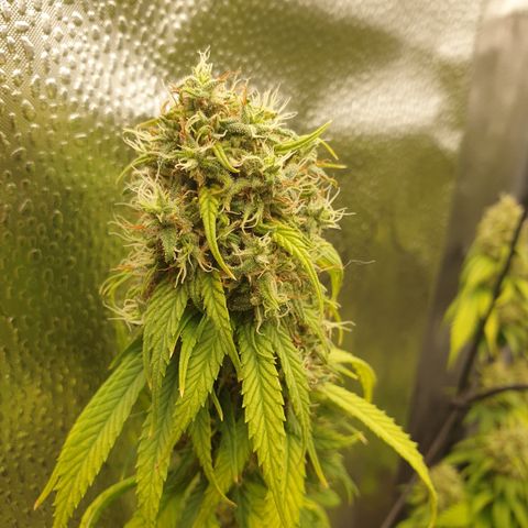 Somango XL growlog timeline photo
