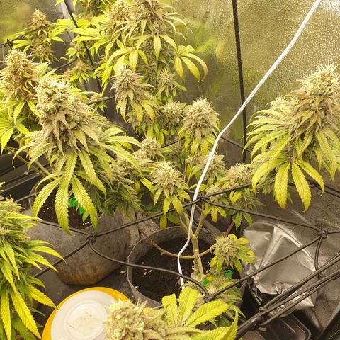 Tatanka G #7 growlog timeline photo