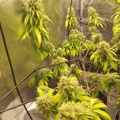 Somango XL growlog timeline photo