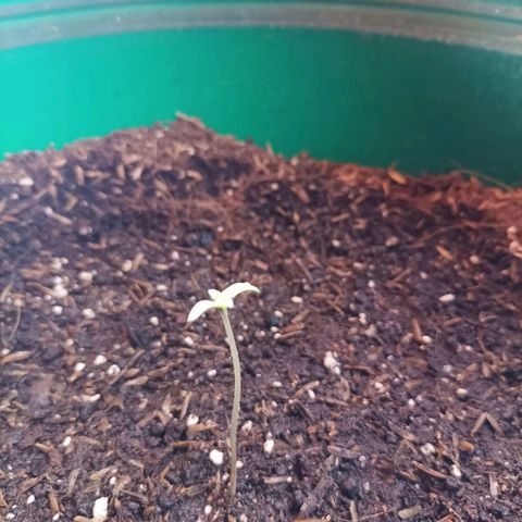 María growlog timeline photo
