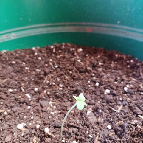 María growlog timeline photo