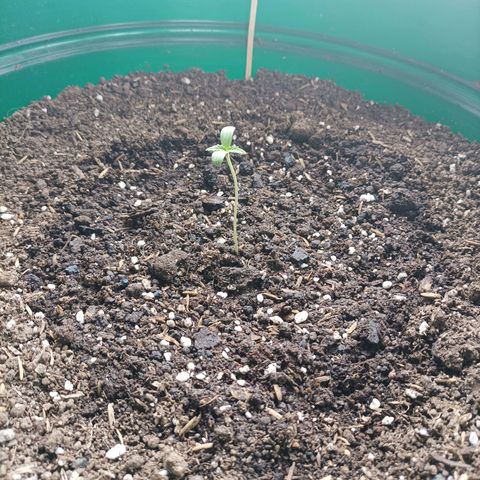 María growlog timeline photo