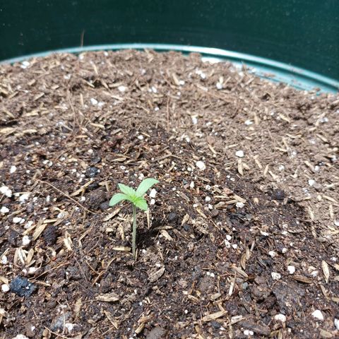 María growlog timeline photo