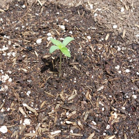 María growlog timeline photo