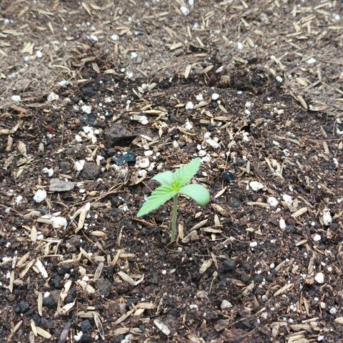 María growlog timeline photo