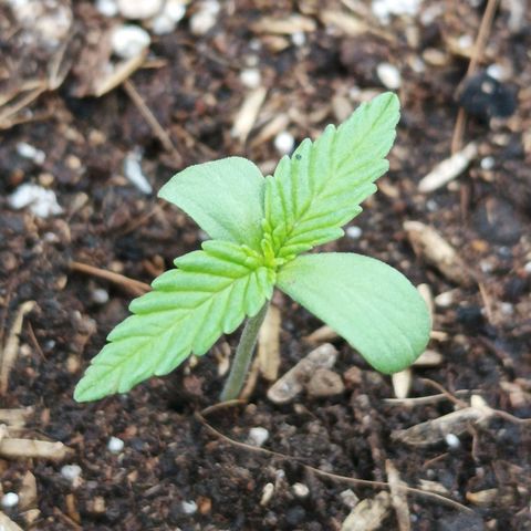 María growlog timeline photo