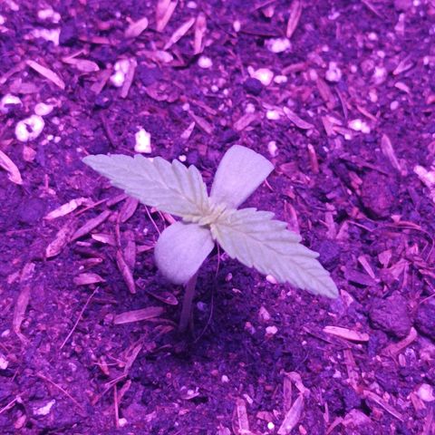 María growlog timeline photo