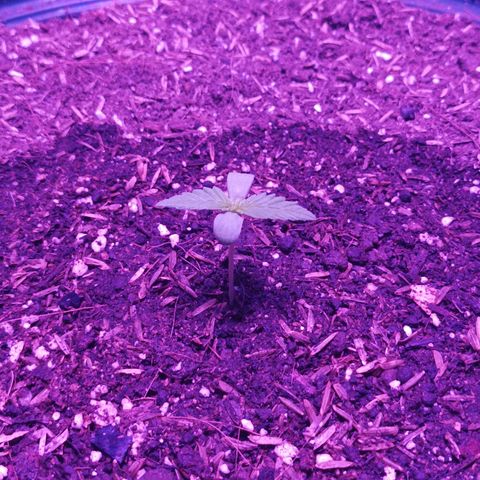 María growlog timeline photo