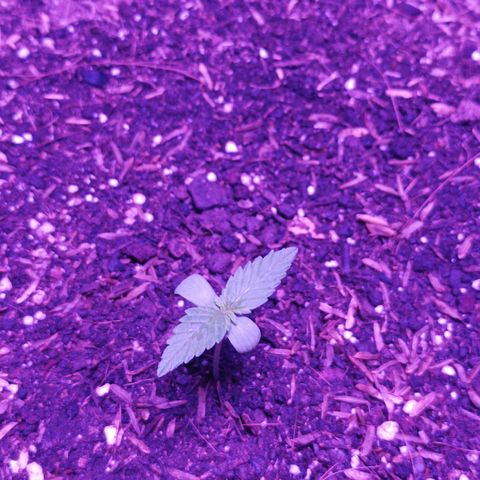 María growlog timeline photo