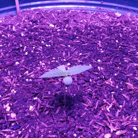 María growlog timeline photo