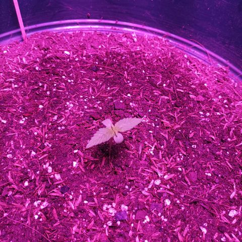 María growlog timeline photo