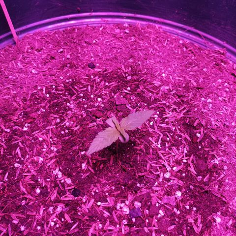 María growlog timeline photo