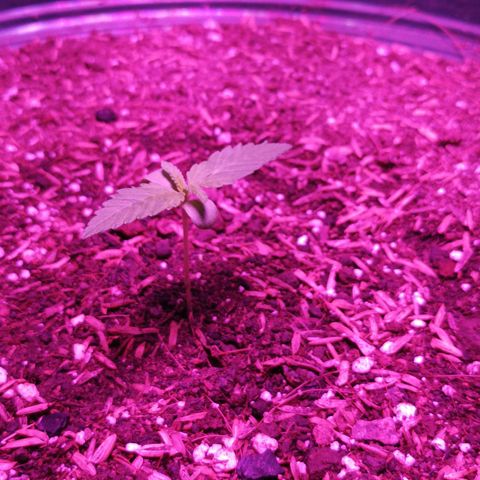 María growlog timeline photo