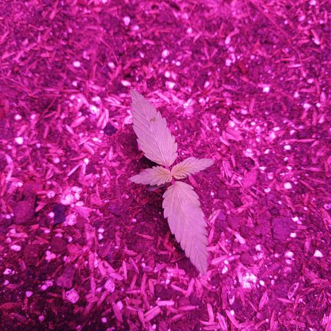 María growlog timeline photo