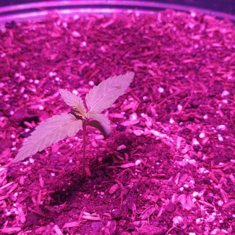 María growlog timeline photo