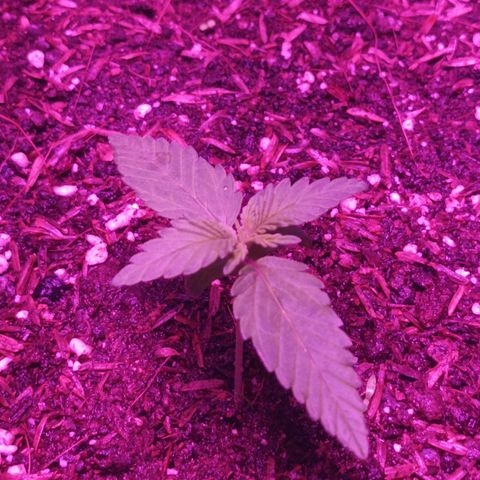María growlog timeline photo