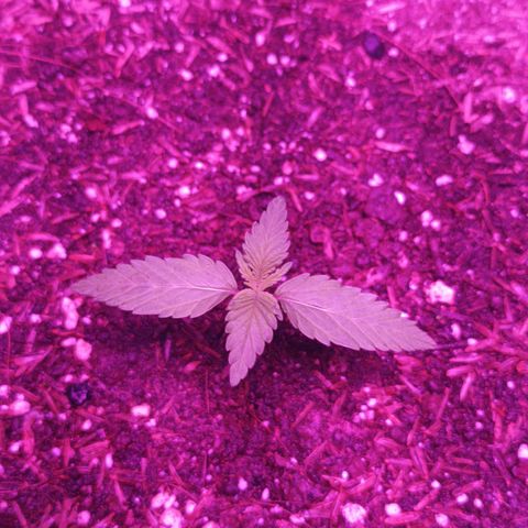 María growlog timeline photo