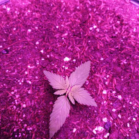 María growlog timeline photo