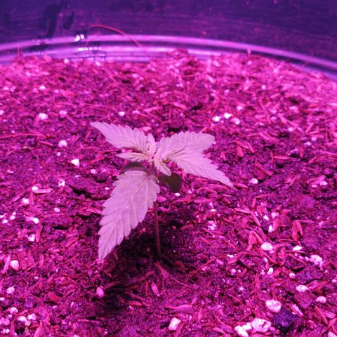 María growlog timeline photo
