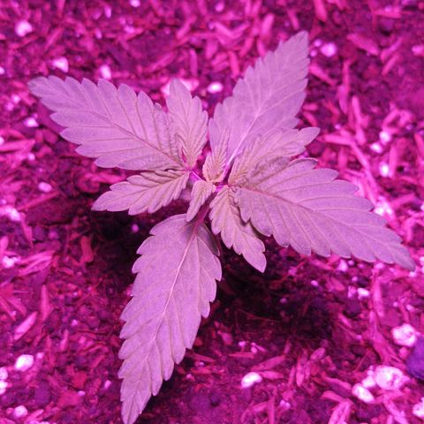 María growlog timeline photo
