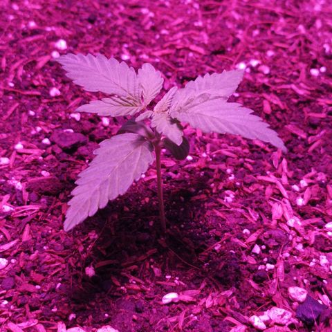 María growlog timeline photo