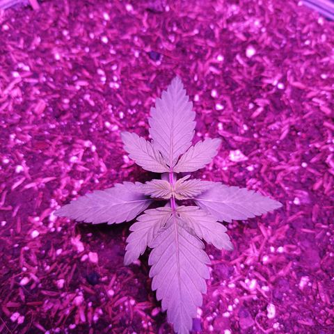 María growlog timeline photo