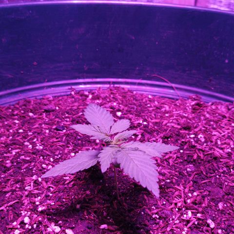 María growlog timeline photo