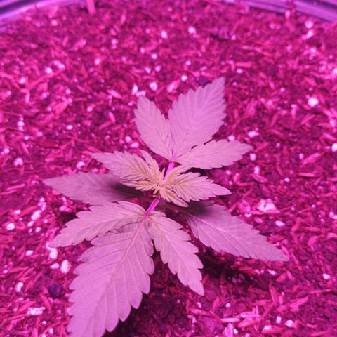 María growlog timeline photo