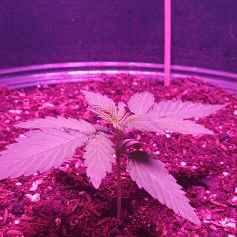 María growlog timeline photo
