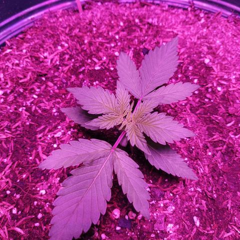María growlog timeline photo