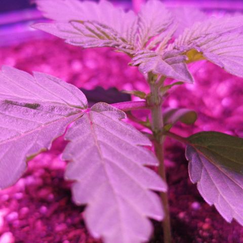 María growlog timeline photo