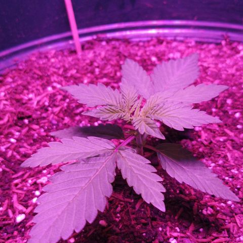 María growlog timeline photo