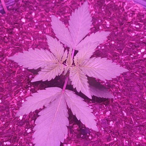 María growlog timeline photo