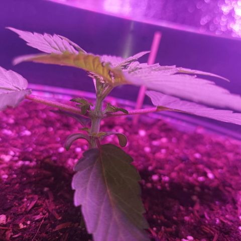 María growlog timeline photo
