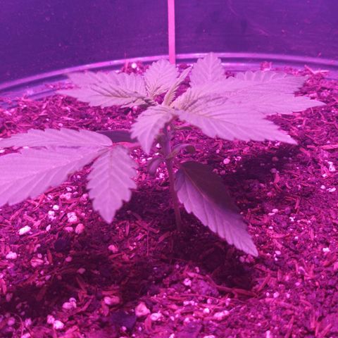 María growlog timeline photo