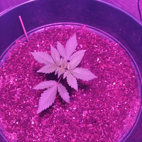 María growlog timeline photo
