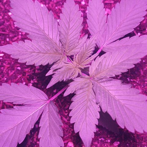 María growlog timeline photo