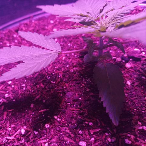 María growlog timeline photo