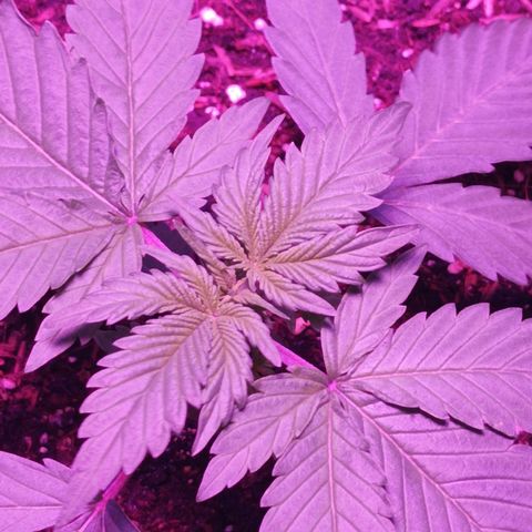 María growlog timeline photo