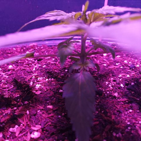 María growlog timeline photo