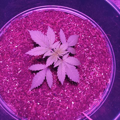 María growlog timeline photo