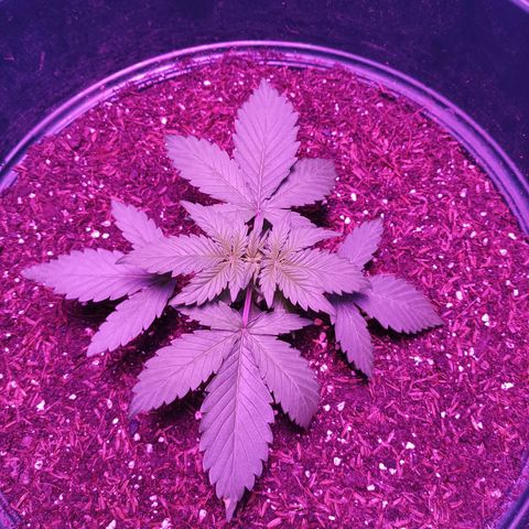 María growlog timeline photo