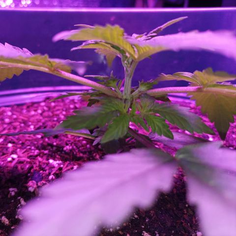 María growlog timeline photo