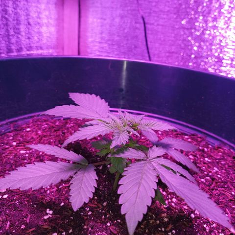 María growlog timeline photo